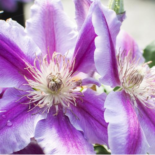 CLEMATIS